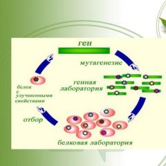 New genetically engineered proteins based on recombinant antibodies against TNF Efimov Grigory Aleksandrovich