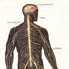 The importance of the nervous system