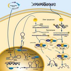 Малые рнк и рак Малые РНК - «троянский конь» для бактериальных белков