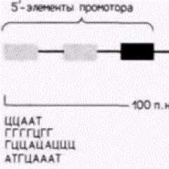 Promoter (molecular genetics)