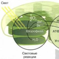 Life processes in a cell