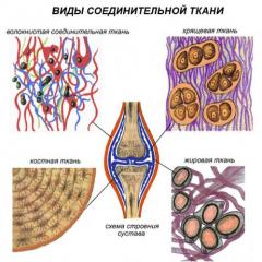 What types of bone do you know?